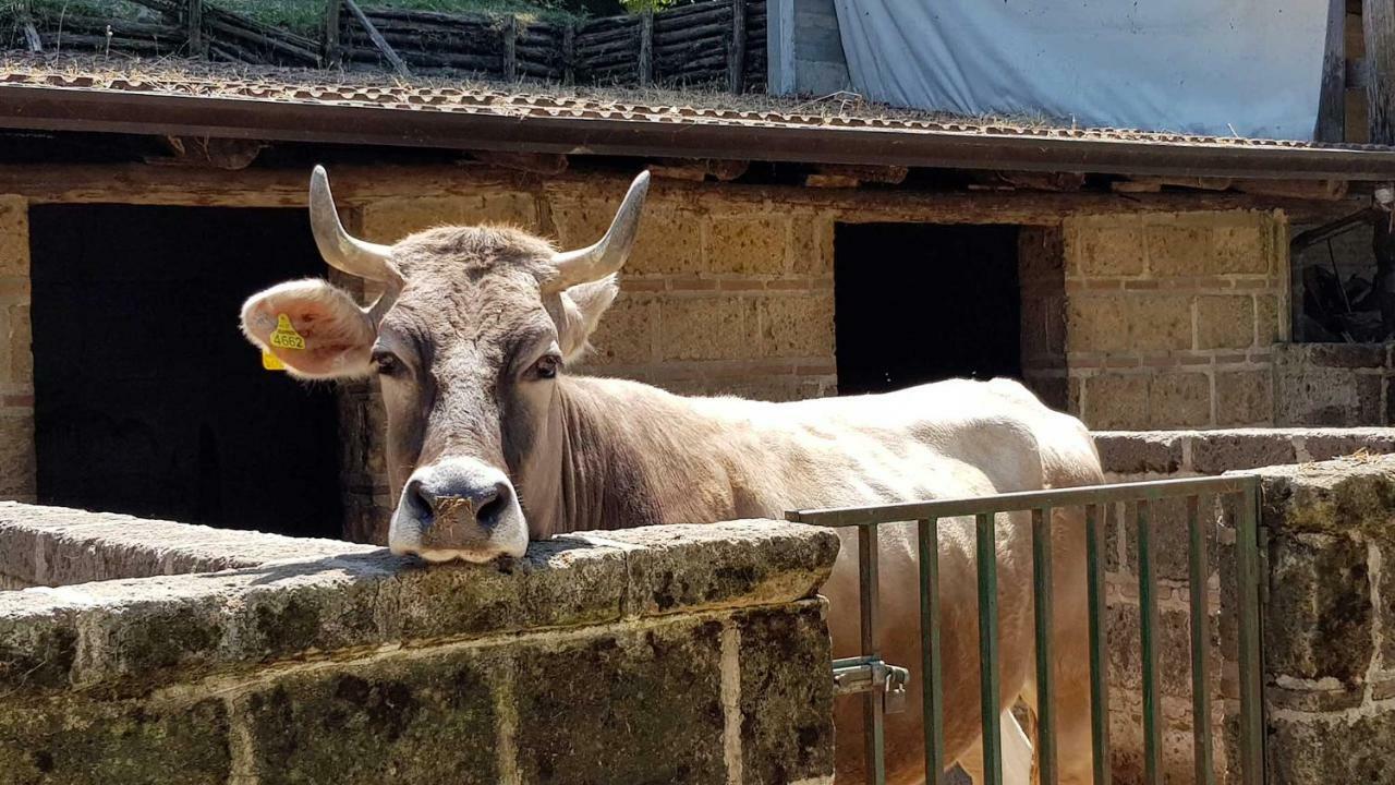 Agriturismo Ricciardelli Villa Contrada  Dış mekan fotoğraf