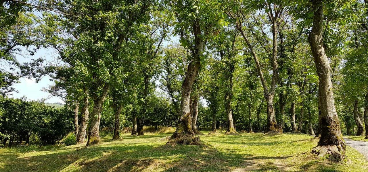 Agriturismo Ricciardelli Villa Contrada  Dış mekan fotoğraf